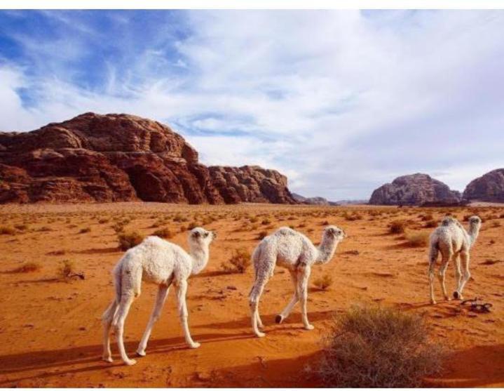 Hotel Star Magic Camp Wadi Rum Esterno foto